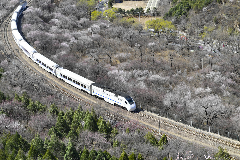 3月29日,一列北京市郊铁路s2线列车穿行于花海间.