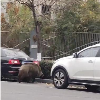 ▲野猪在马路上游走 视频截图