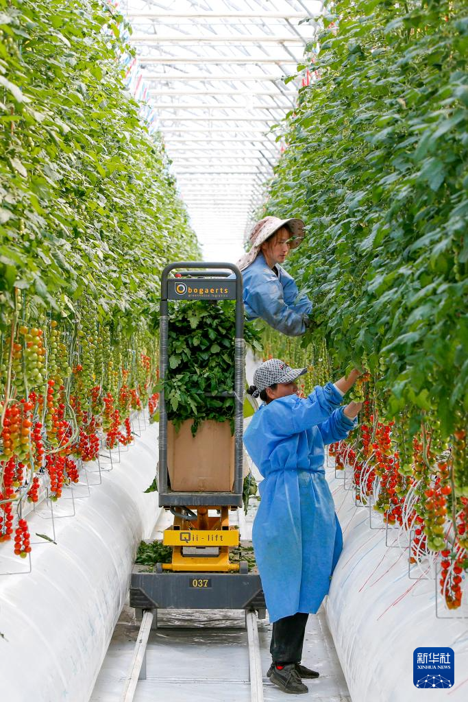 4月18日17时许，在霍尔果斯市一家西红柿种植生产基地大棚，工作人员给西红柿修剪枝条。新华社记者 陈朔 摄