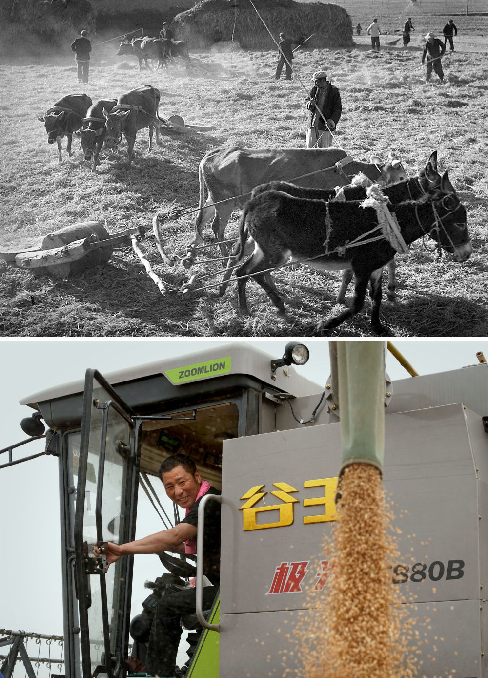 拼版照片：上图为1965年，河南林县（现林州市）上陶大队第四生产队的社员在碾麦打场（新华社记者 杨丙文 摄）；下图为2020年5月29日，在河南商水南陵村的一处麦田里，一位“麦客”将收割脱粒后的小麦直接装车（新华社记者 李安 摄）。