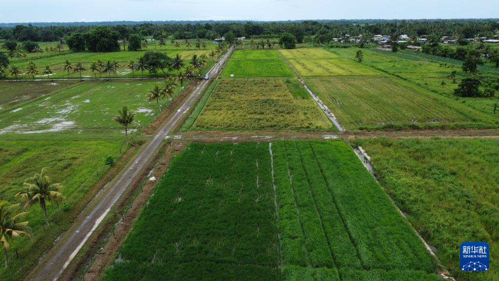 这是3月13日在斐济瑙索里镇拍摄的稻田（无人机照片）。 新华社发（桑钦龙摄）