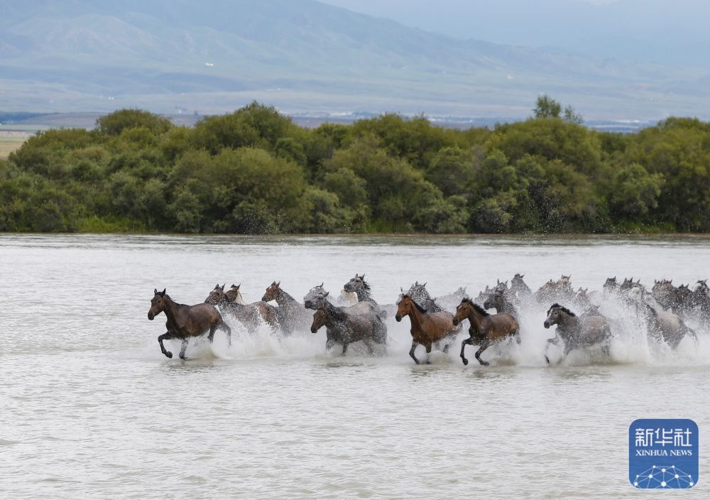 这是7月11日在新疆昭苏湿地公园拍摄的天马浴河。