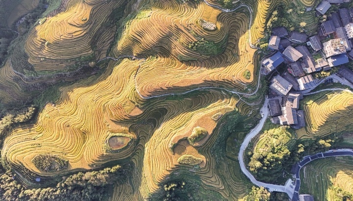 广西桂林,龙脊镇梯田的晚稻与青山、公路、村庄等相映成景