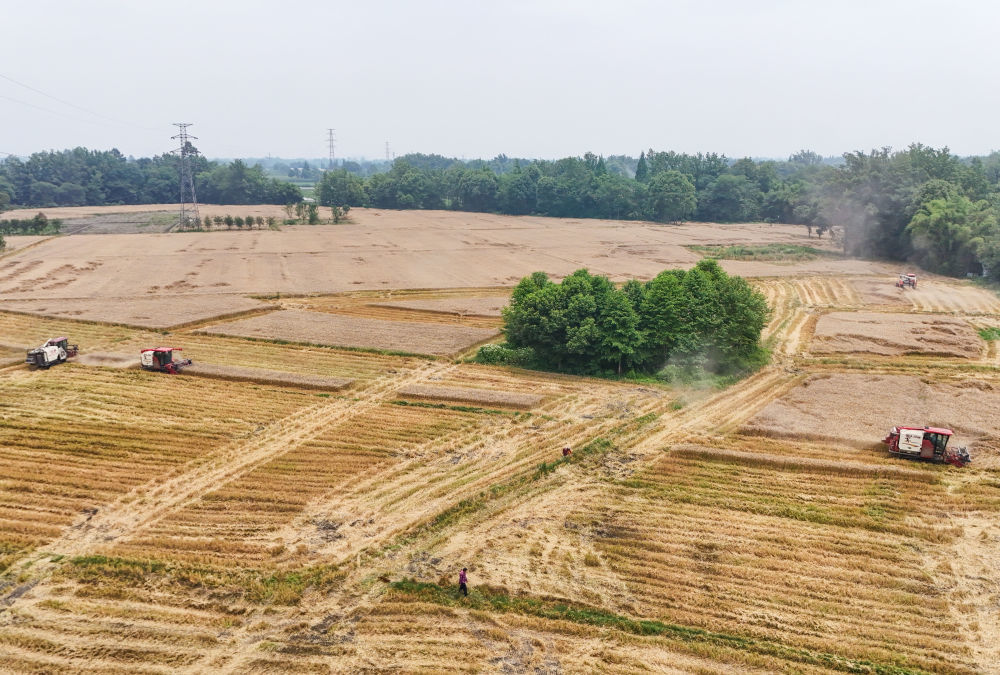 在四川成都崇州市三江街道古泉村，收割机在麦田里收割小麦（5月15日摄）。