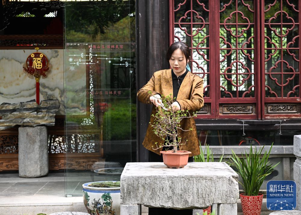 4月11日，苏州市吴中区东山镇太湖畔的仁德山庄民宿主人陈婷在修剪盆栽。
