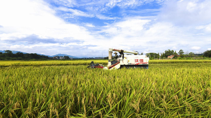 湖南省常宁市胜桥镇农民驾驶收割机在收割水稻（2024年9月7日摄）。新华社发（周秀鱼春摄）