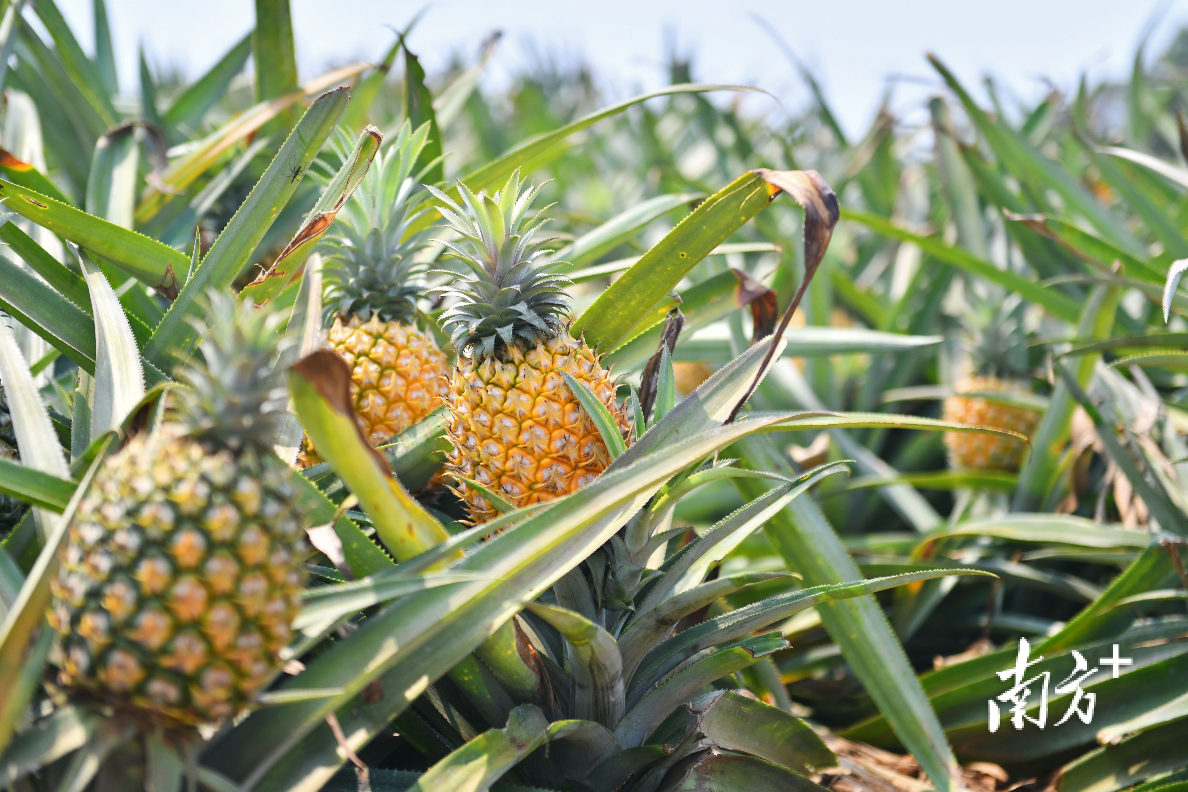 菠萝加什么东西 89B2C5E310C365B6A3544FE0B30C13DFED8E0AD9_size1504_w4000_h2667.jpg