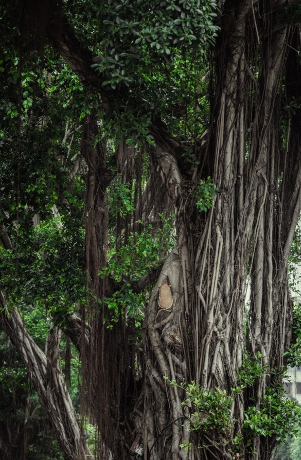 树林里描述已自动生成