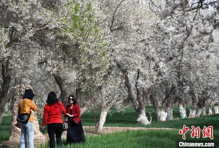 4月6日，新疆喀什地区巴旦木花盛开。春天的花海迎接市民、游客踏春赏景。 中新网记者孙亭文摄