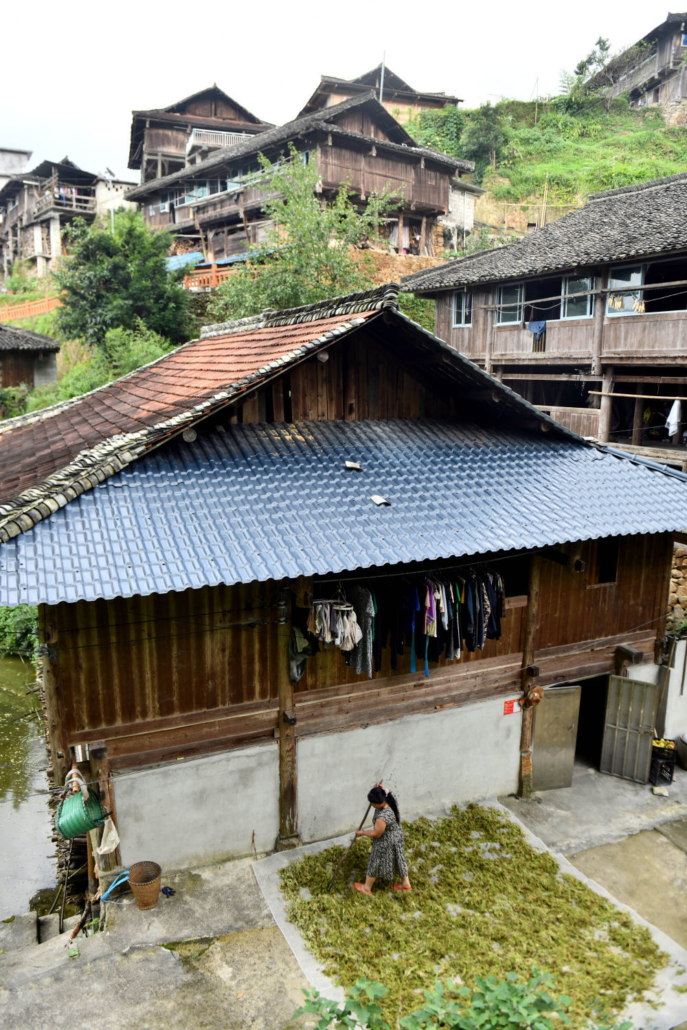 在融水苗族自治县杆洞乡尧告村，村民在晾晒中草药（8月14日摄）。