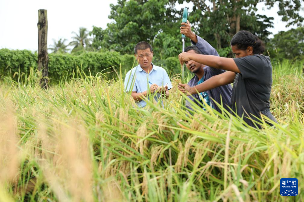 3月13日，育种专家吴明奎（左）在斐济瑙索里镇的中国援斐济农业发展技术水稻项目试验示范培训基地测量水稻产量。 新华社发（桑钦龙摄）