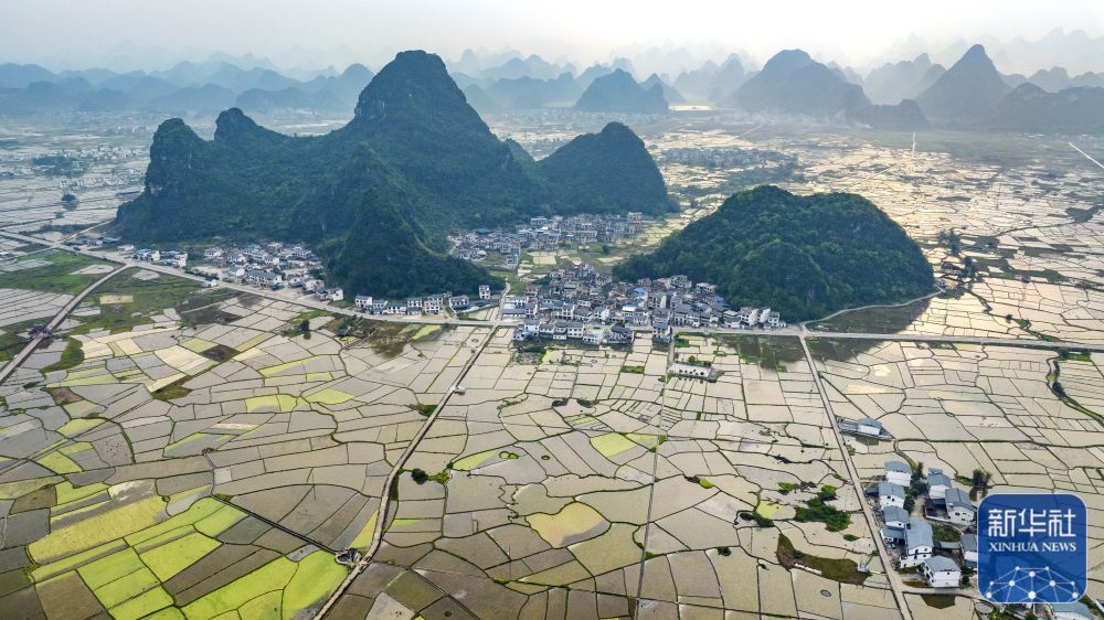 这是广西柳州市柳江区百朋镇万亩荷塘风景(3月7日摄,无人机照片)