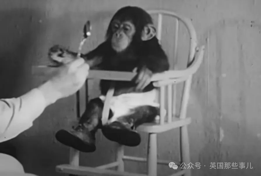 实验画面,图片来自Youtube