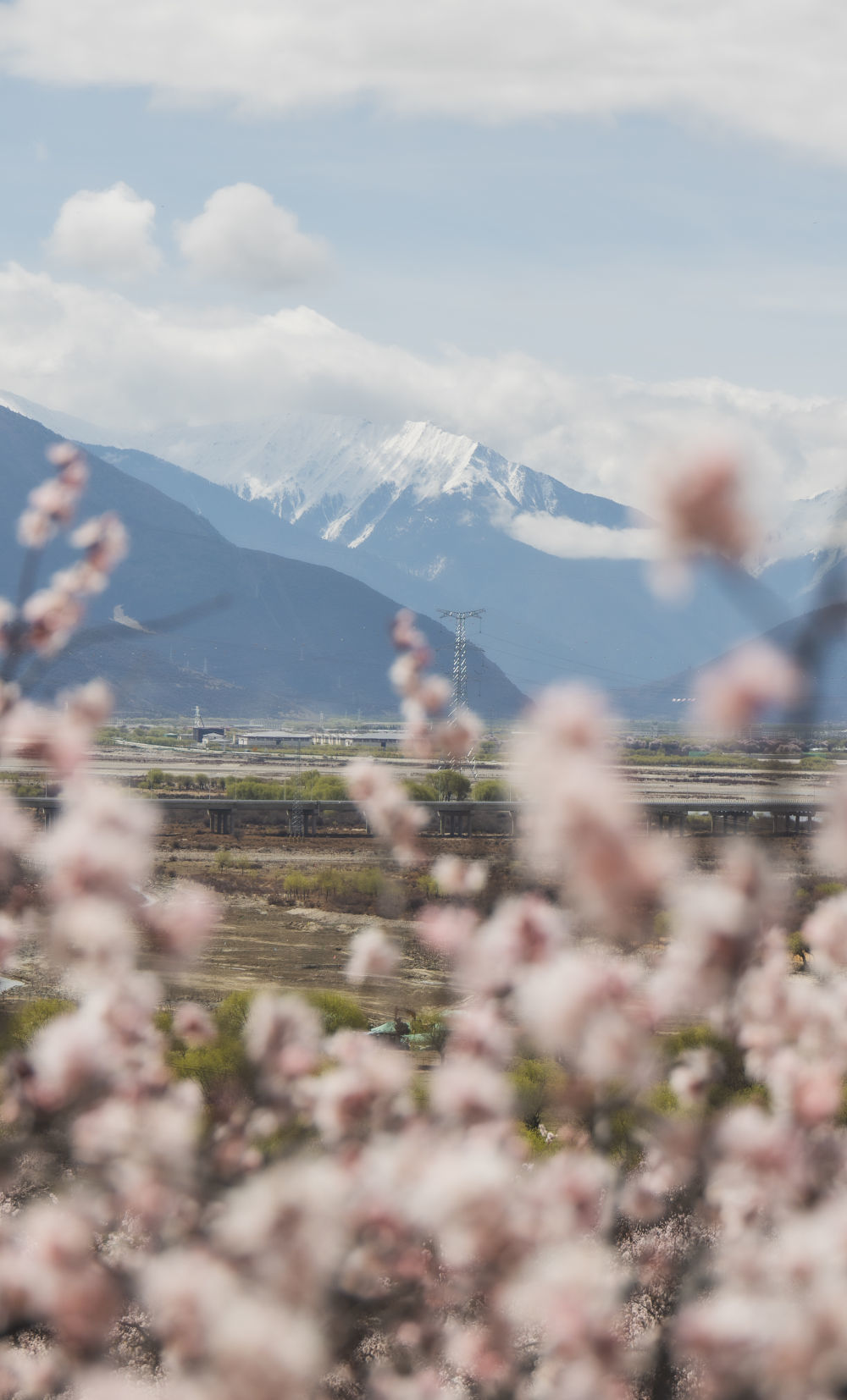 灿若云霞的桃花和洁白无瑕的雪山交织成一幅独特的雪域高原美景（3月30日摄）。新华社记者 丁增尼达 摄