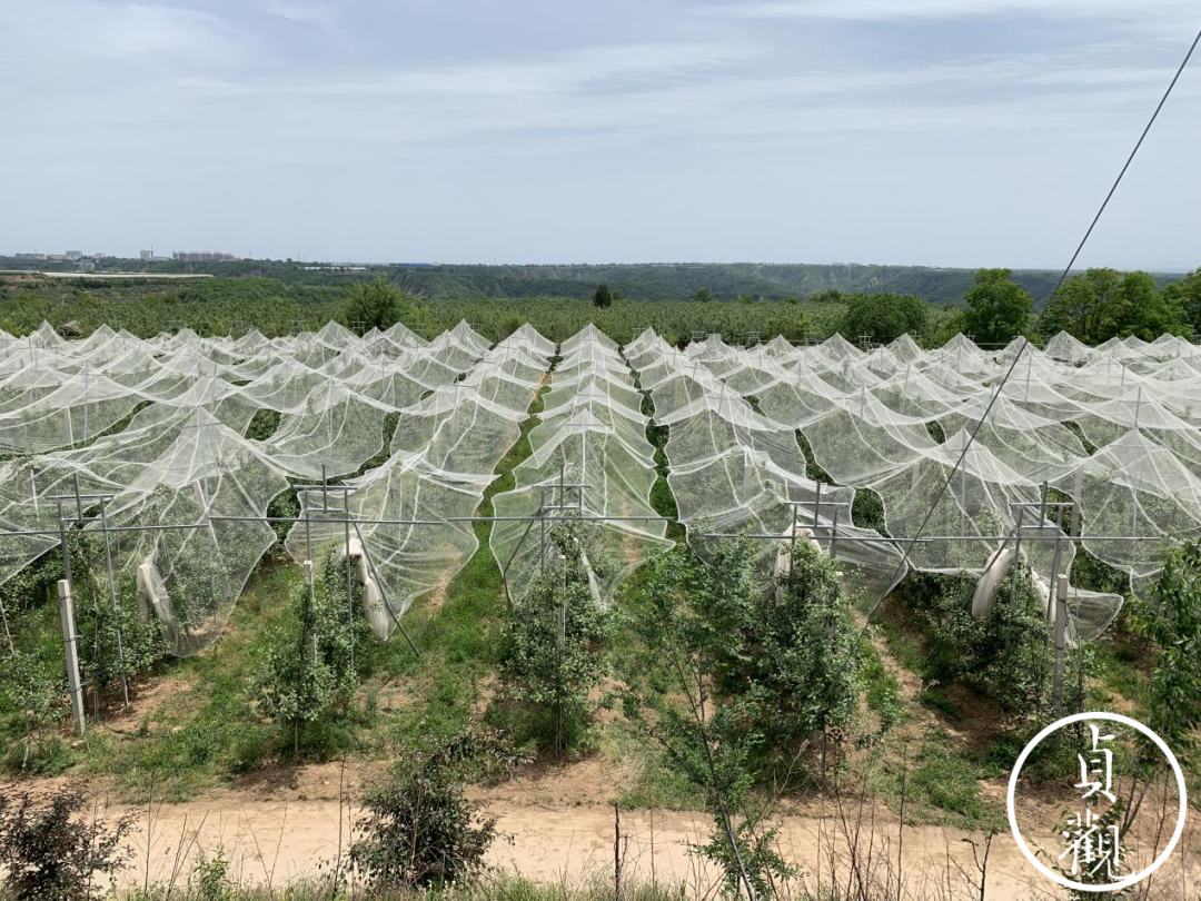 ■ 苹果园的防雹网