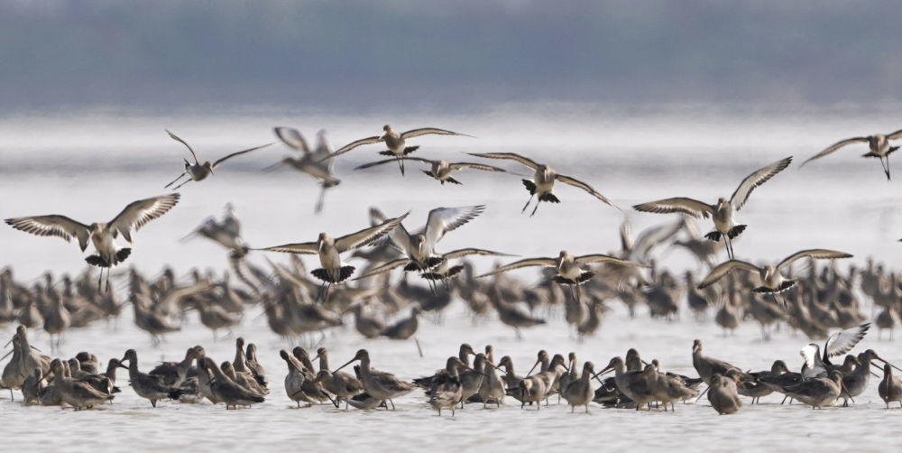 在江西省南昌市，一群黑尾塍鹬在鄱阳湖畔的五星白鹤保护小区上空飞翔（2023年3月10日摄）。新华社记者 周密 摄