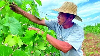 陕西丹凤陈家沟村，陈军启正在葡萄园劳作。本报记者 邹晓菁摄/光明图片