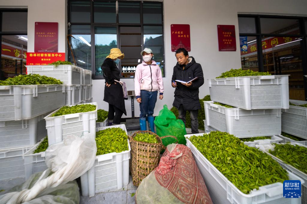 墨脱县背崩乡格林村的村民在村口出售茶青（4月24日摄）。