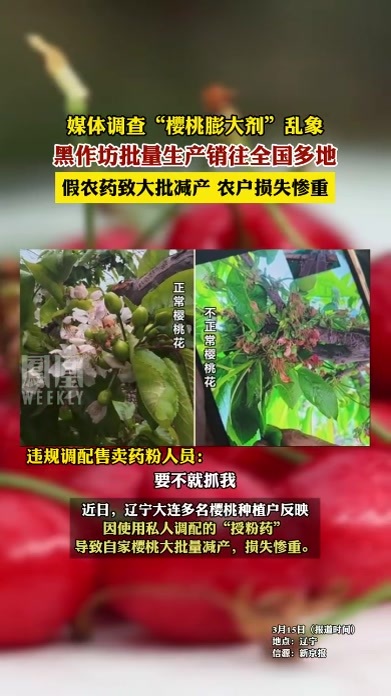 假农药致樱桃种植农户损失惨重，#媒体调查“樱桃膨大剂”乱象：黑作坊批量生产销往全国多地