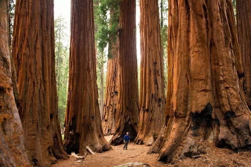 美国红杉国家公园，图片来自网络