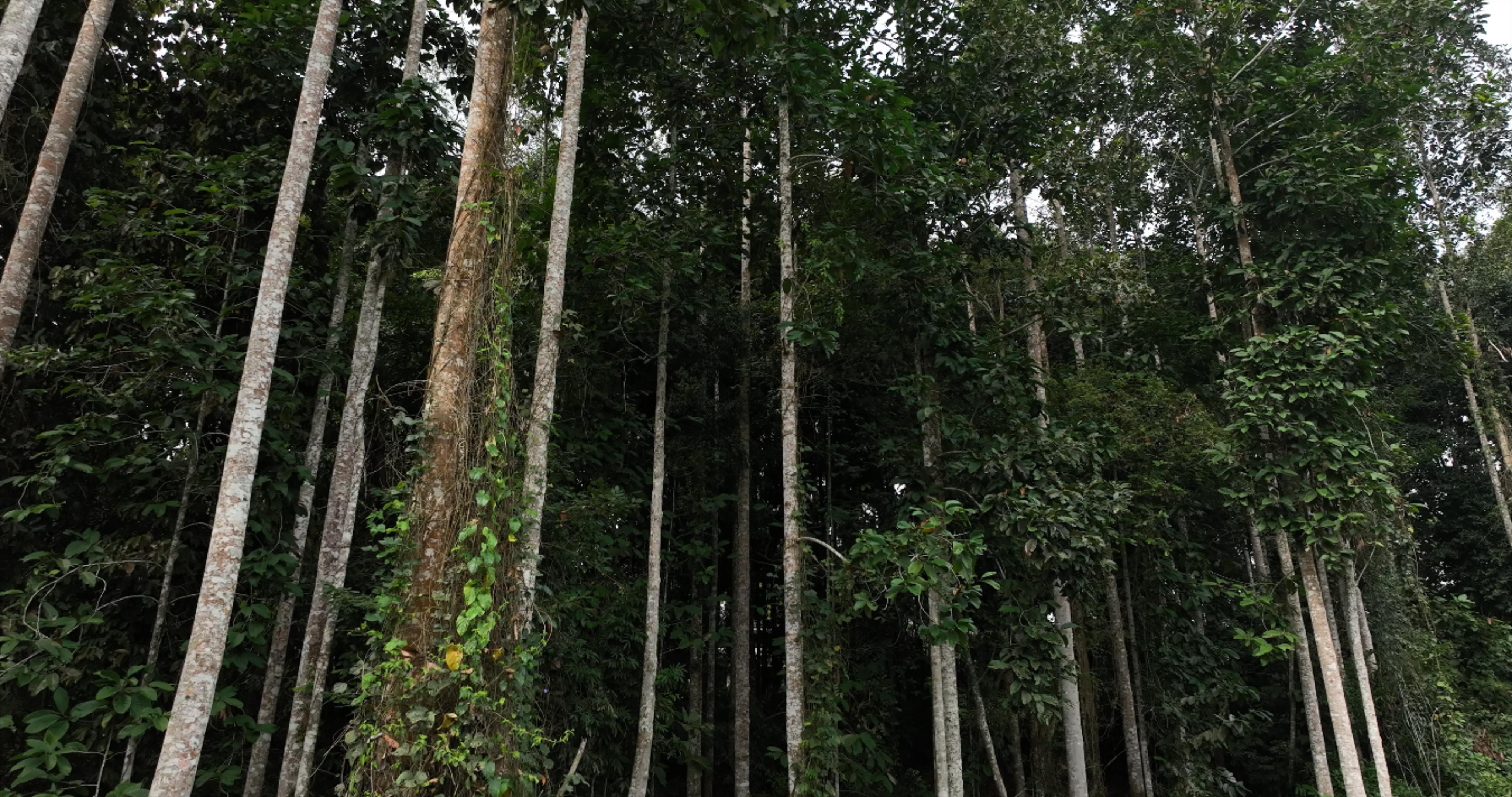 望天树。版纳植物园供图