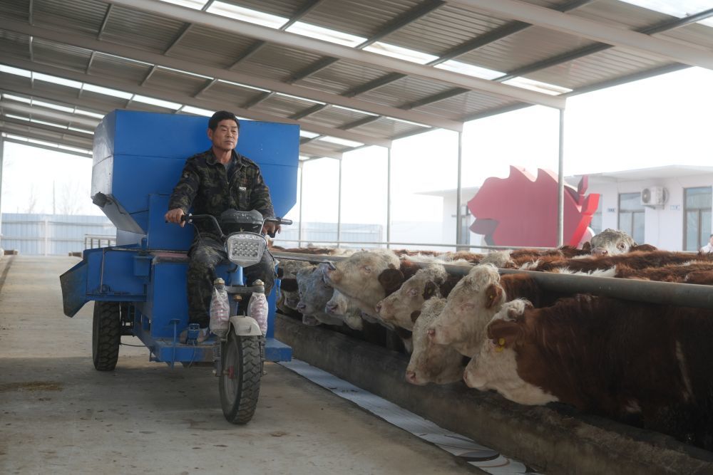工作人员开着饲料车穿过养殖场。新华社记者 高天 摄