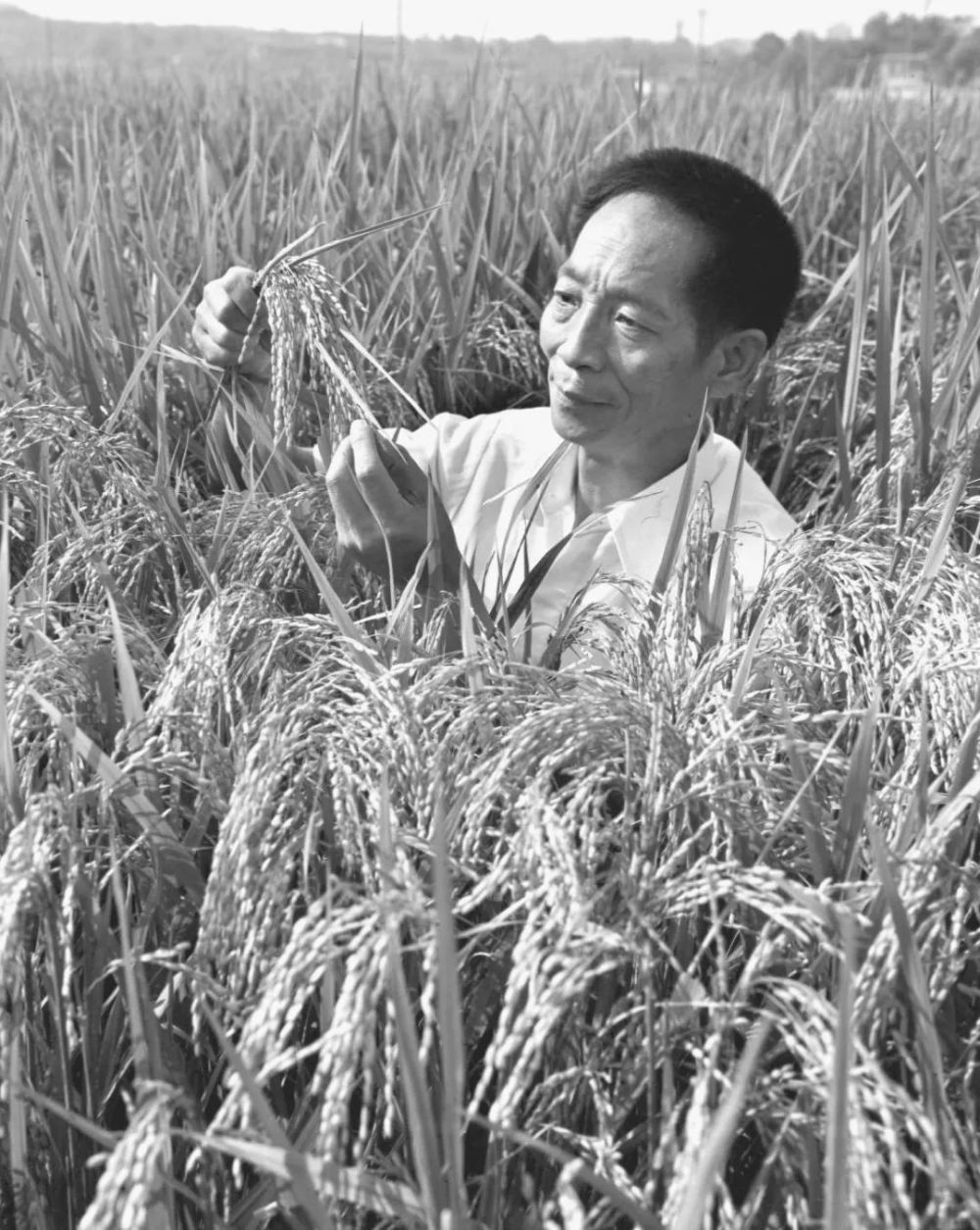 这是1981年，袁隆平为第二届国际杂交水稻育种培训班遴选讲课用的杂交水稻标本。新华社发