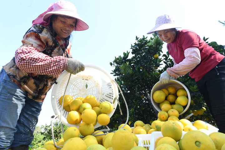 在江西省赣州市于都县段屋乡金屋果业基地，果农收获赣南脐橙（2023年11月1日摄）。新华社发