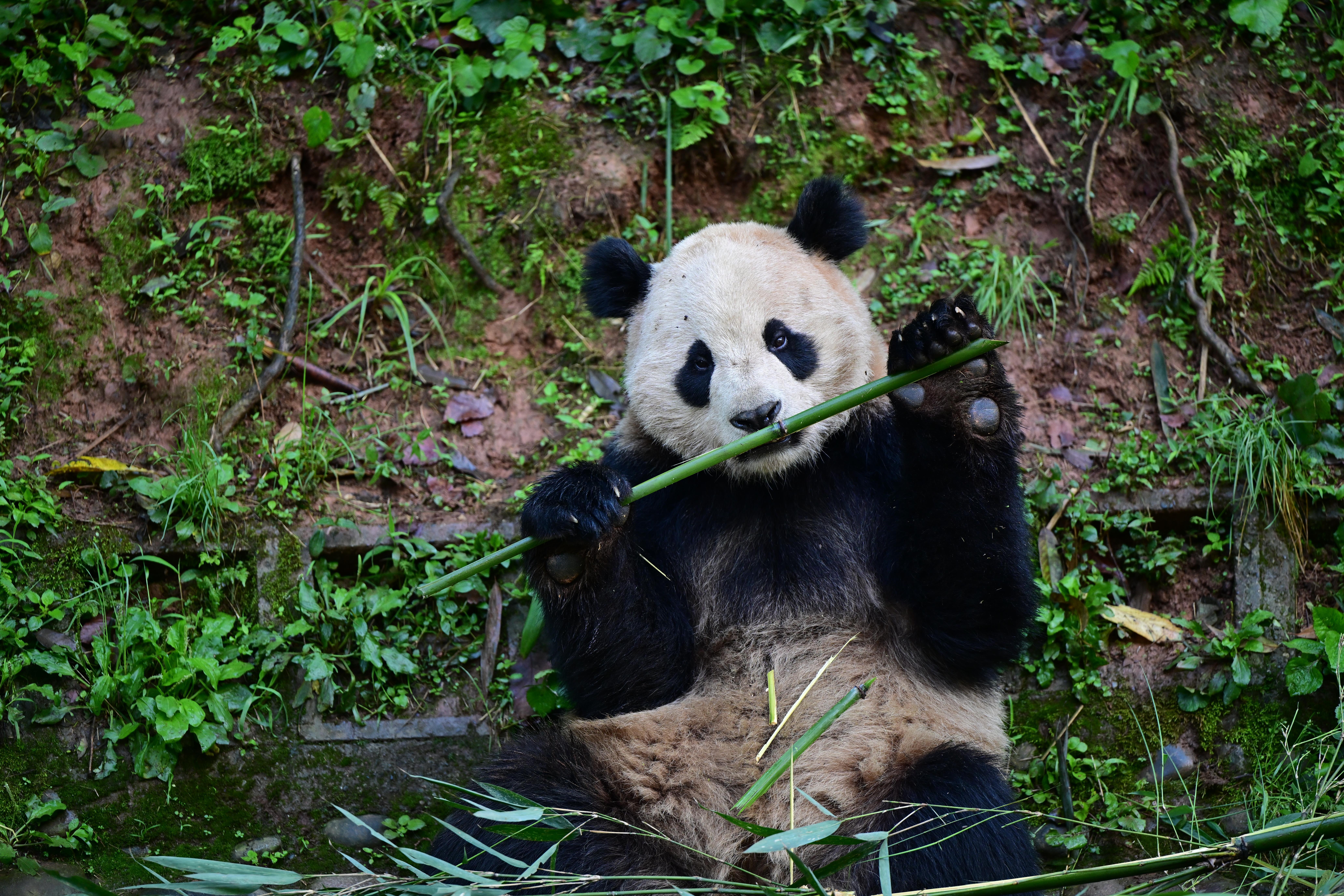 大熊猫“云川”和“鑫宝”将赴美，期限10年