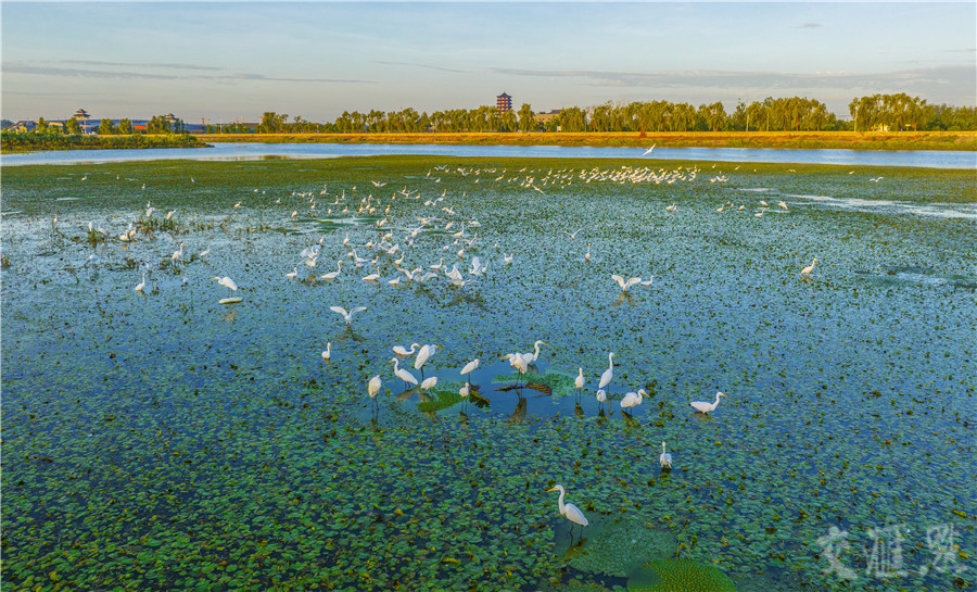 运河旁的三里湿地，连接浅水水域达5000余亩，拥有广袤的芦苇地，是野生鸟类的栖息之所。陆启辉 摄