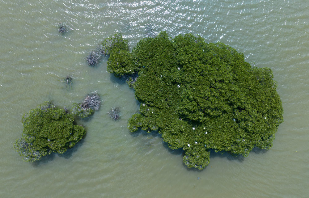 鹭鸟在广东湛江金牛岛的红树林上栖息（2024年5月17日摄，无人机照片）。广东湛江红树林国家级自然保护区，是中国面积最大、分布最集中的红树林自然保护区，是世界湿地生态恢复的成功范例。