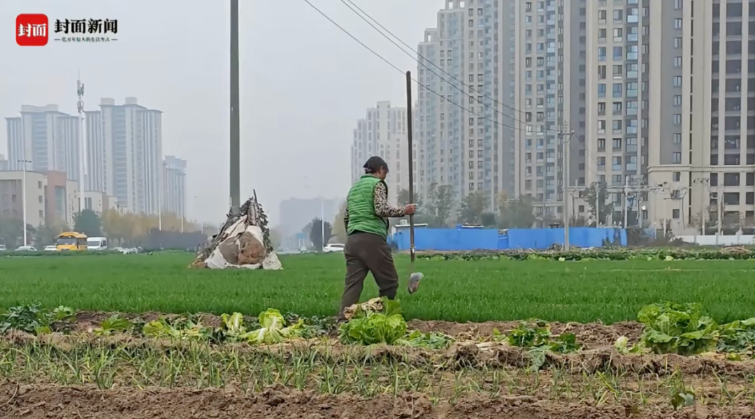麦子阿姨在自家麦田
