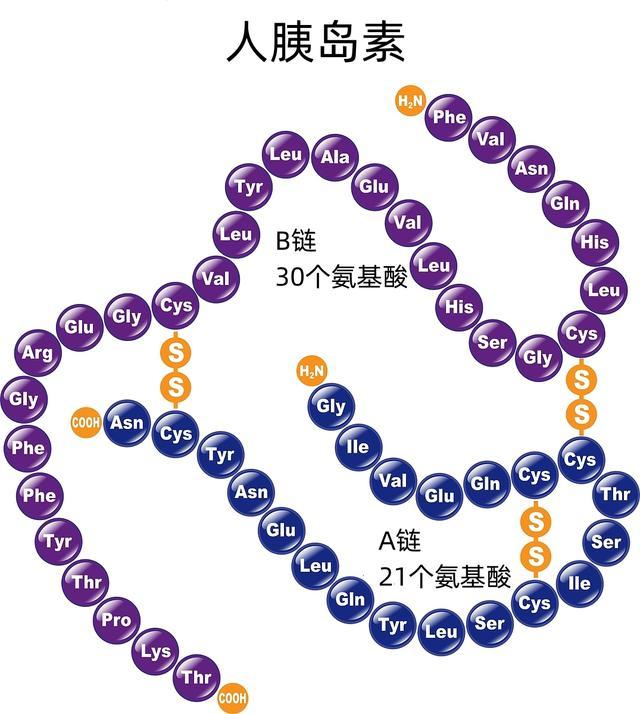 人胰岛素结构 （图片来源：veer图库）