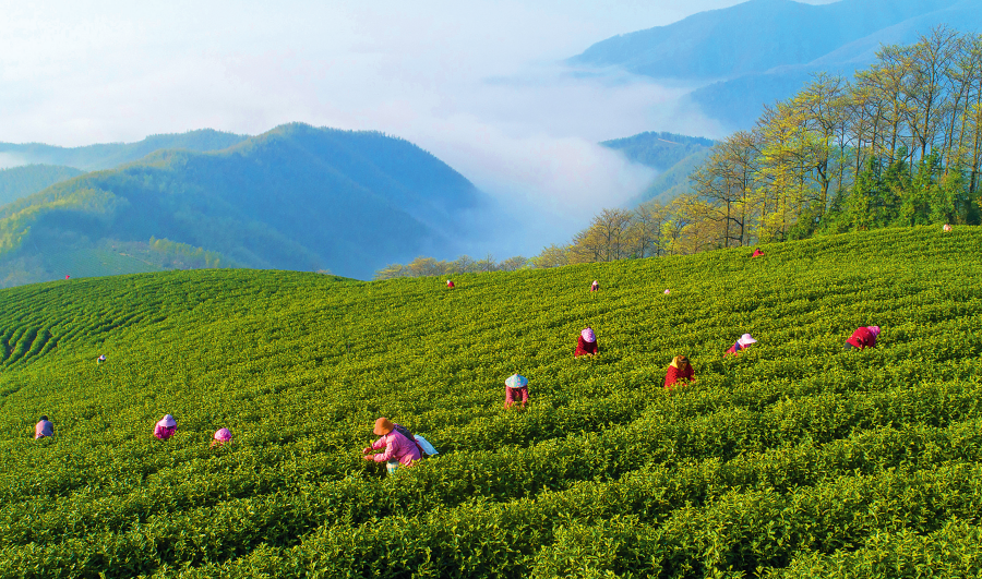 茶工在浙江省湖州市安吉县杭垓镇的生态茶园里采摘明前茶（2023 年 4 月 2 日摄）夏鹏飞摄 / 本刊