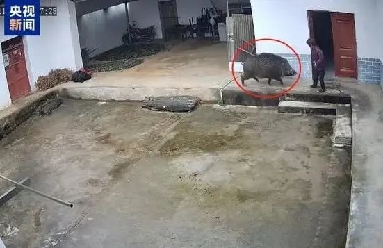 11月24日，一头野猪在猎犬追赶下闯入村民家中攻击老人