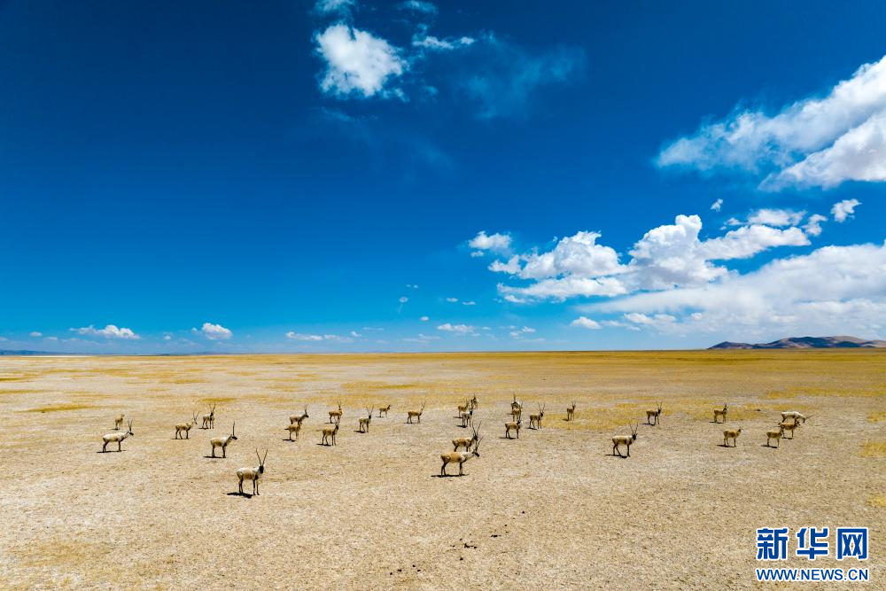 4月14日，在色林错国家级自然保护区拍摄的藏羚羊。新华网 旦增努布 摄