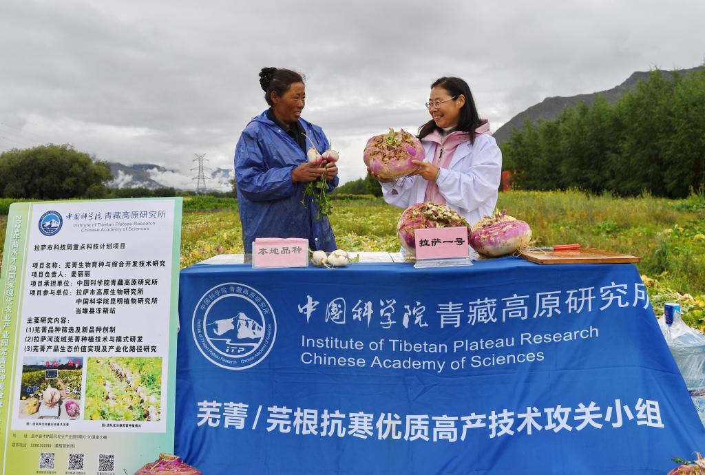 8月14日,中国科学院青藏高原研究所副研究员姜丽丽(右)和拉萨市曲水县才纳乡才纳村村民对芜菁新品种和本地品种进行比较。新华社记者 张汝锋 摄
