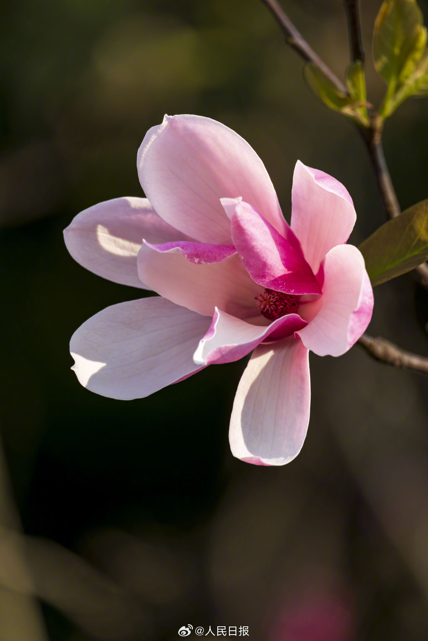 春日美景玉兰花绽放枝头有多好看