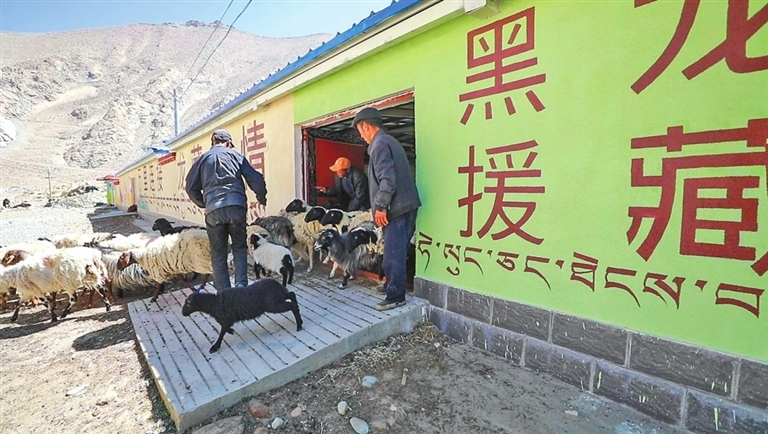 黑龙江援建的康马县牛羊暖圈项目。