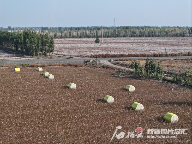 10月10日，沙湾市大泉乡烧坊庄子村的万亩棉田，一个个打包好的“金蛋蛋”散落在田间。孙志坤 摄