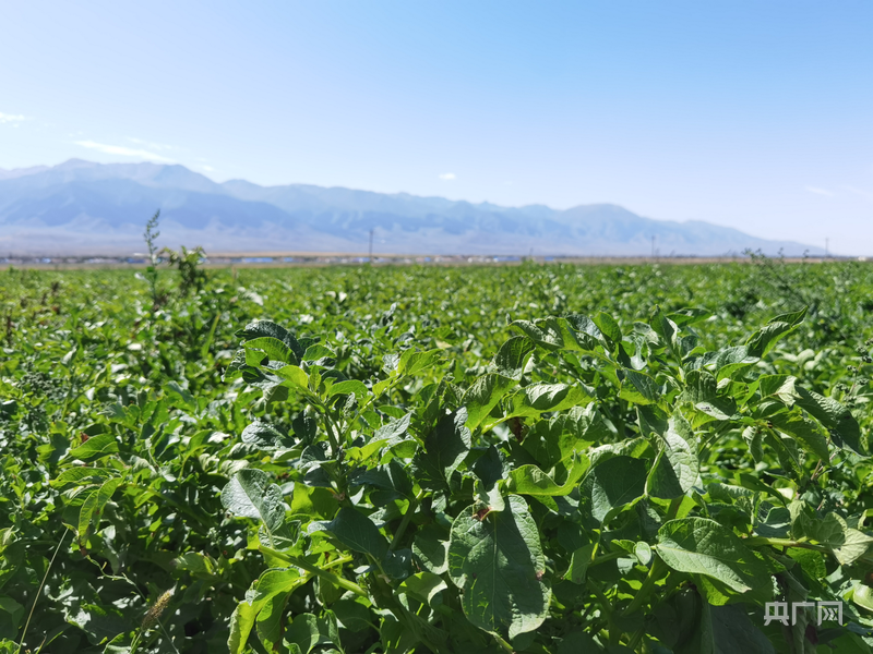 马铃薯秧苗繁茂,即将迎来丰收季(央广网记者 夏莎 摄)