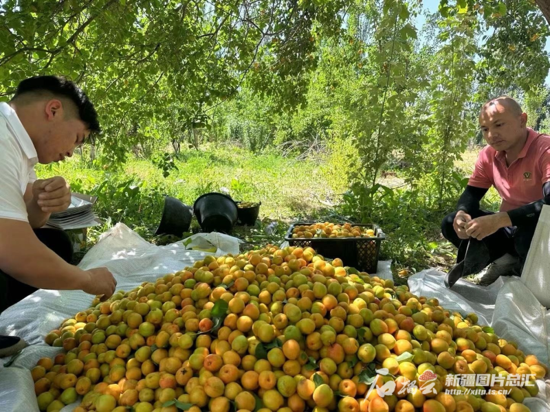 7月，木亚格杏成为疆品南下“爆款”，电商销售量增长近7倍，有力带动了受援地农户增收。广东省对口支援新疆工作前方指挥部供图