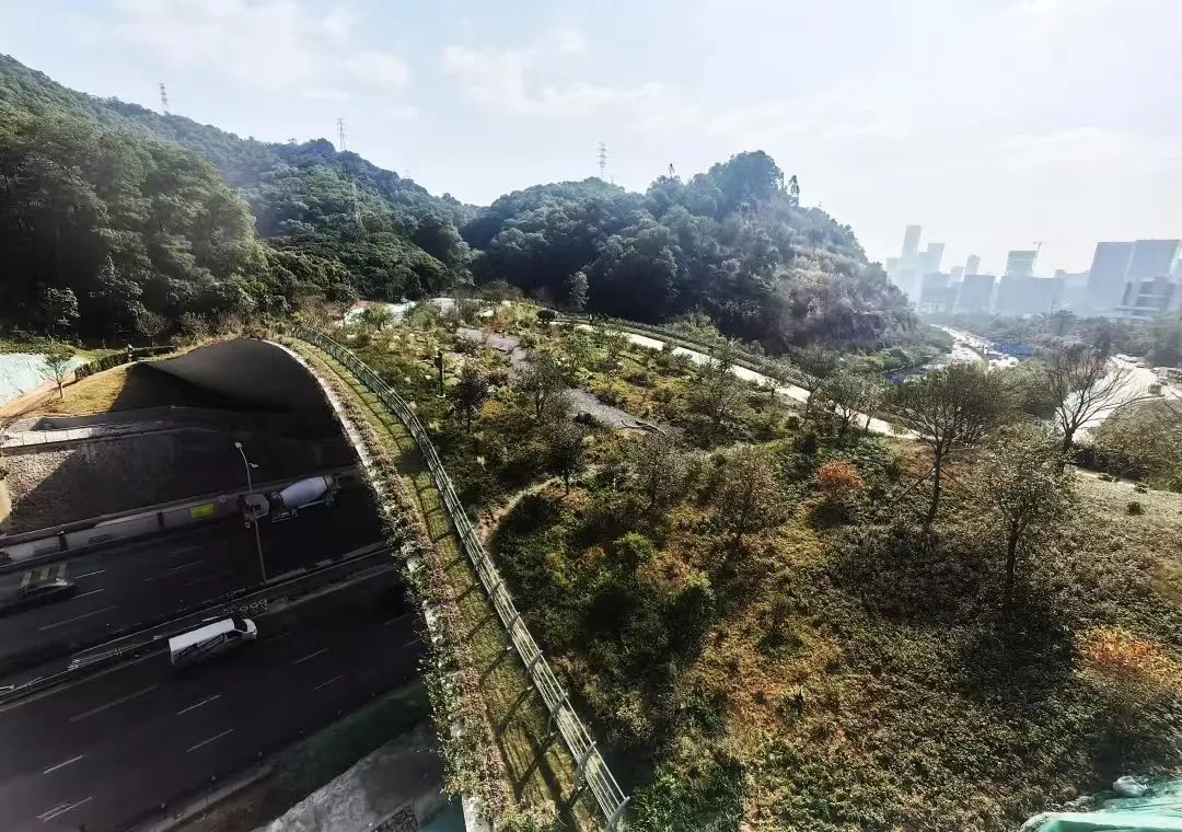深圳专为野生动物修建的生态廊道