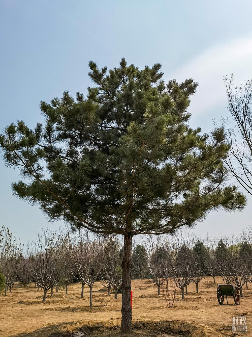 △在潞城镇植树点，习近平接连种下油松、黄栌、元宝枫、樱桃、红叶碧桃、侧柏等多棵树苗，这是他种下的油松树苗。（总台央视记者石丞拍摄）