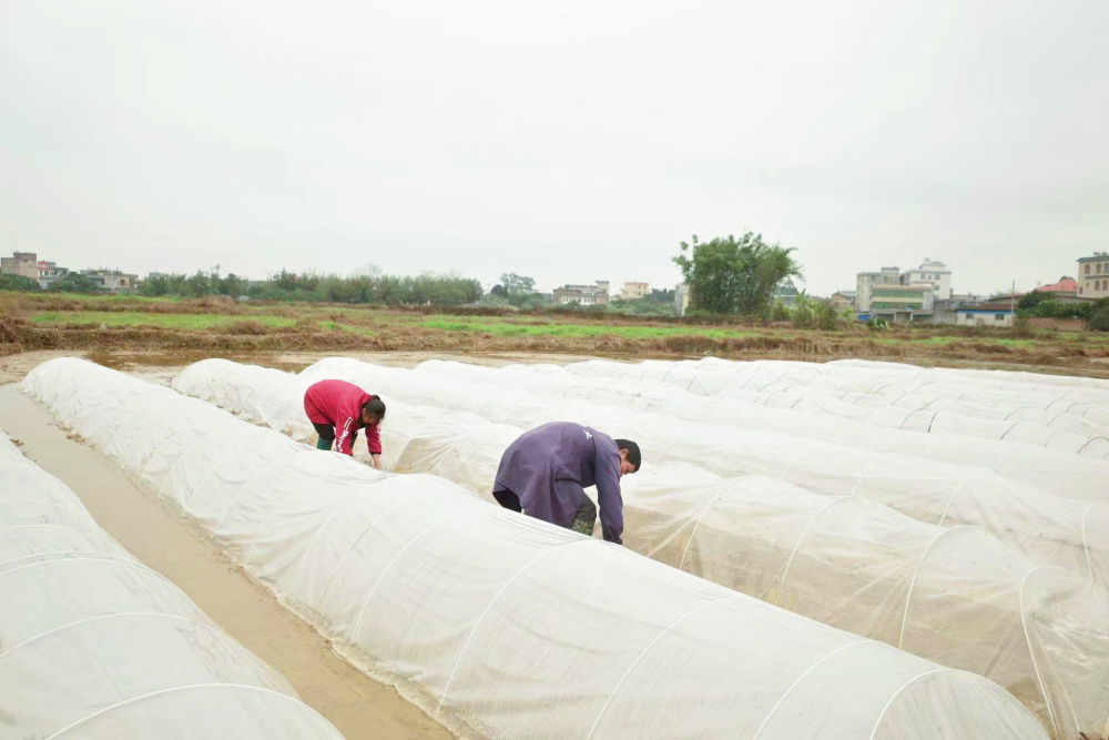 广西壮族自治区玉林市福绵区新桥镇，种粮大户林芳（左）、江广升（右）两口子在农田中搭盖农膜。新华社记者李欢 摄