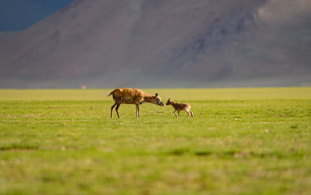 鲁确塘草原上的藏羚羊母子（6月16日摄）。新华社记者 晋美多吉 摄