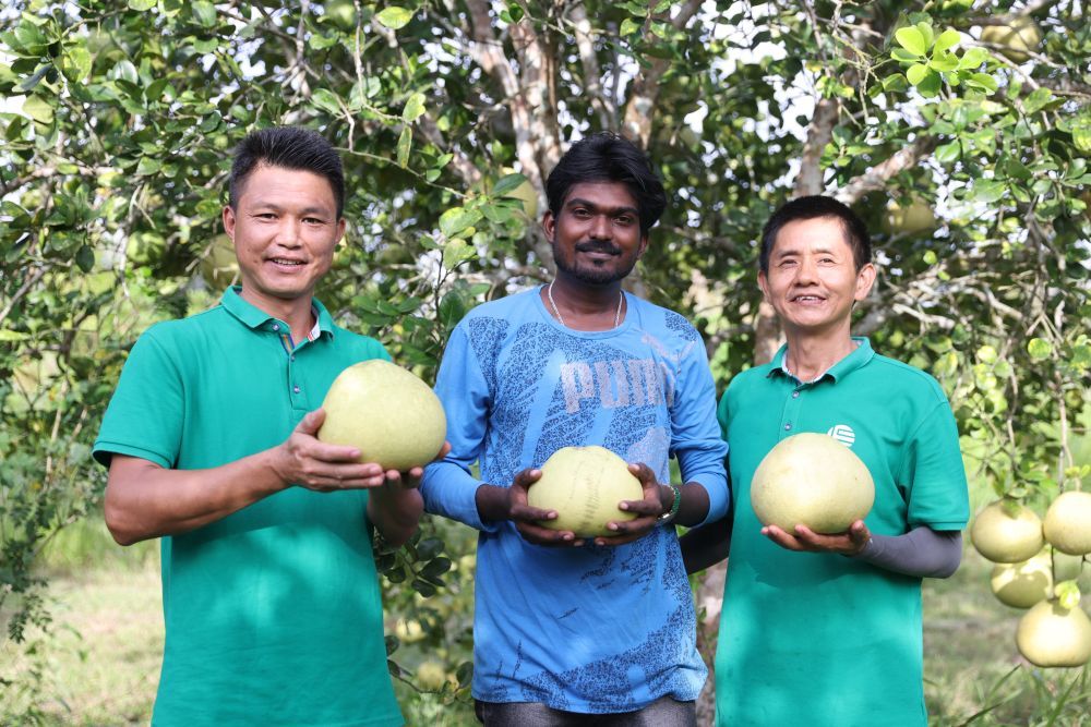 4月5日，苏里南农户阿什温·杜基（中）同中国农业技术专家展示丰收的柚子。
