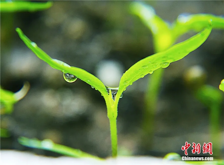 谷雨时节，雨润田地禾苗。赵玉柱 摄