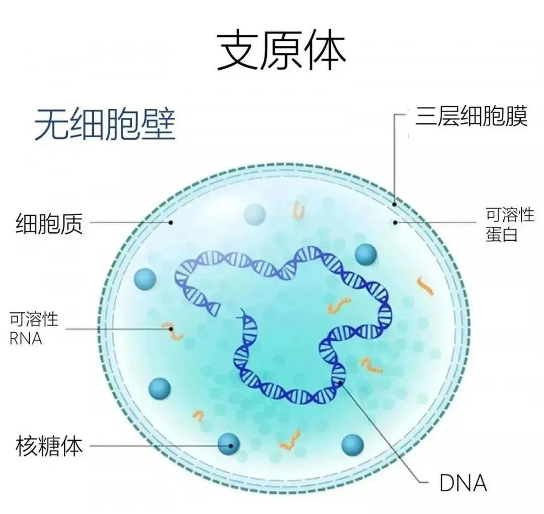 △图源：深圳卫健委