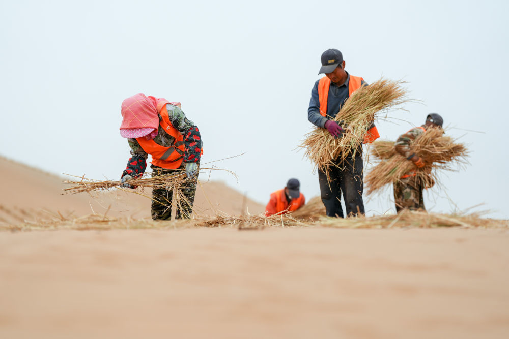 2024年4月27日，在内蒙古阿拉善左旗腾格里沙漠S315沿线固沙工程现场，治沙工人用稻草在沙漠中扎草方格。新华社记者 连振 摄